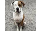 Adopt Boogie a Mixed Breed