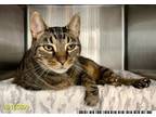 Adopt LEO a Domestic Short Hair