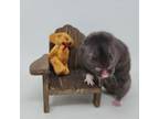 Adopt Wammy a Hamster