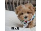 Maltipoo Puppy for sale in Conway, AR, USA