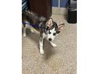 Adopt ROCKET a Siberian Husky