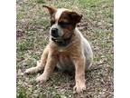 Australian Cattle Dog Puppy for sale in Chouteau, OK, USA