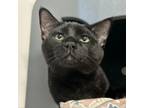 Adopt Void a Domestic Short Hair