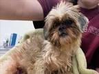 Adopt STRAY NOT AVAILABLE a Shih Tzu