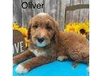 Oliver