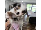 Miniature Australian Shepherd Puppy for sale in Maryville, TN, USA
