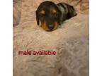 Buzz full akc available