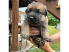 German Shepherd Dog Puppy for sale in Fort Ashby, WV, USA