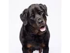 Adopt Auggie a Rottweiler