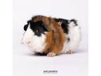 Adopt Chase a Guinea Pig