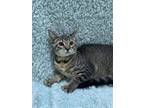 Adopt BREEZE a Domestic Short Hair