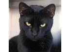 Adopt Panther a Domestic Short Hair