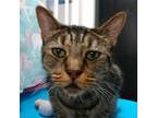 Adopt Tony a Domestic Short Hair