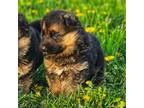 German Shepherd Dog Puppy for sale in Big Rapids, MI, USA