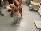 Adopt MULCH a Beagle