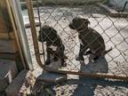 Adopt Shadow a Labrador Retriever, Pit Bull Terrier