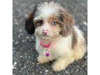 Dachshund Puppy for sale in Georgetown, DE, USA