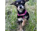 Chihuahua Puppy for sale in Georgetown, DE, USA