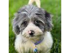 Dachshund Puppy for sale in Georgetown, DE, USA