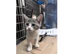 Adopt REINER a Domestic Short Hair