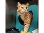 Adopt Reggie a Domestic Long Hair, Domestic Short Hair