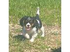 Cavalier King Charles Spaniel Puppy for sale in Forest Lake, MN, USA