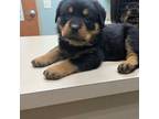 Rottweiler Puppy for sale in Cave City, AR, USA