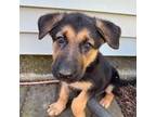 German Shepherd Dog Puppy for sale in Saint Johns, MI, USA