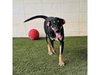 Adopt Chance a Hound, Mixed Breed