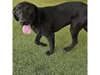 Adopt Blackie a Black Labrador Retriever