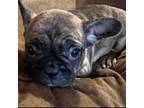 French Bulldog Puppy for sale in Blair, WI, USA