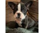French Bulldog Puppy for sale in Blair, WI, USA