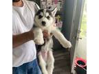 Siberian Husky Puppy for sale in Kansas City, KS, USA