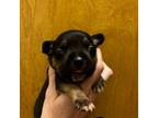 Mutt Puppy for sale in Honesdale, PA, USA