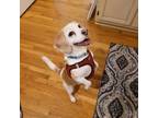 Adopt Vader 20529 a Beagle