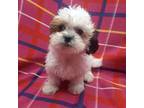 Bichon Frise Puppy for sale in Buffalo, NY, USA