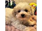 Maltese Puppy for sale in Penrose, CO, USA