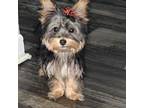 Yorkshire Terrier Puppy for sale in Altamonte Springs, FL, USA