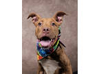 Adopt Duck a Pit Bull Terrier, Mixed Breed