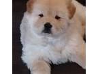 Chow Chow Puppy for sale in Belle Vernon, PA, USA