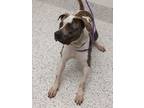 Adopt Buddy Love a Pit Bull Terrier, Mixed Breed
