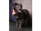 Adopt Pelly a Mixed Breed