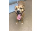 Adopt Dezz - ADOPTED a Mixed Breed