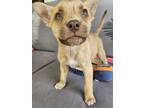 Adopt Walnut - IN FOSTER a Mixed Breed