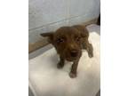 Adopt Carob - IN FOSTER a Mixed Breed