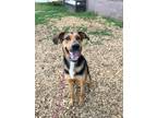 Adopt Jamjam a Mixed Breed