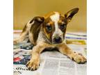 Adopt Valor a Australian Cattle Dog / Blue Heeler