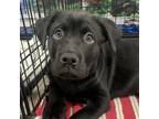 Adopt Scar a Labrador Retriever