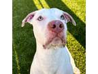 Adopt Romeo a Pit Bull Terrier