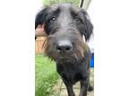 Adopt Captain Jack a Scottish Terrier, Mixed Breed